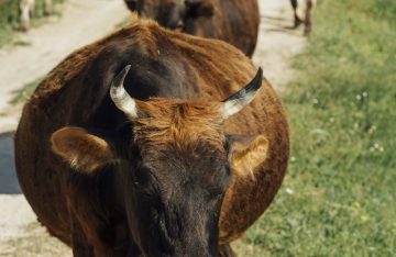 Taurillons en divagation : restez prudents !