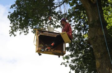 Concert perché dans les arbres