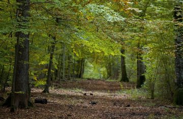 Risque incendie et feu de forêt : allègement des mesures